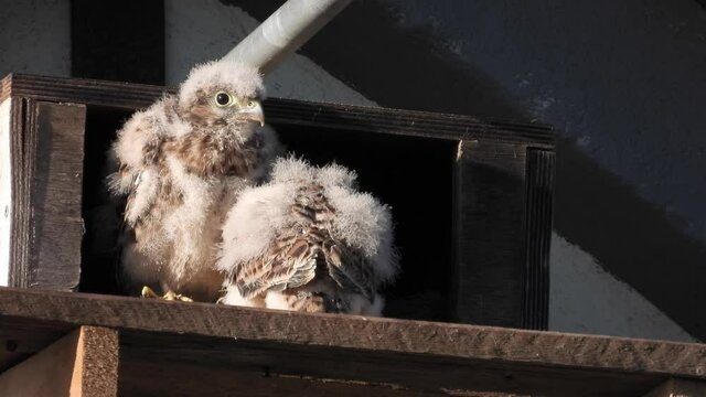 Turmfalke (Falco tinnunculus) 