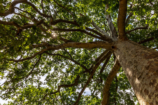 Paris, France - June 11, 2020: Plane tree in Jardin des plantes in Paris. This tree was designated a remarkable tree because of its age (235 years)