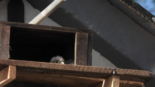 Turmfalke (Falco tinnunculus) 