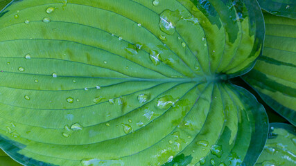 Obraz na płótnie Canvas Fresh green leaf of a hosta plant with rain drops in the garden during spring, Botanical wallpaper background