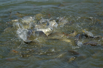 The merit by feeding fish in the pond causing many Java Barb (Silver Barb) are scrambling to eat food making splash water..