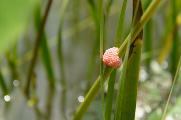 Eggs of Pomacea canaliculata are bright pink in color on the grass in nature, this species is considered to be in the Invasive Alien Species. (Selective Focus)