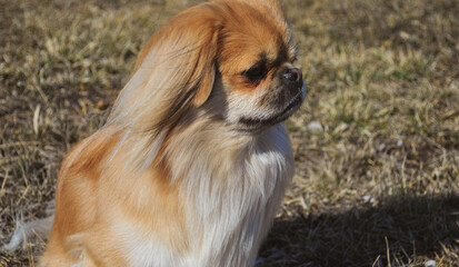 Cute young golden pekingese dog, concept of pets