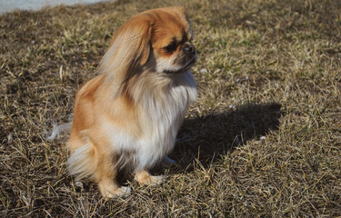 Cute young golden pekingese dog, concept of pets