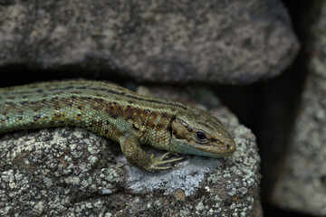 Common Lizard ,Viviparous lizard on a dry stone wall