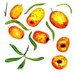 A close up of watercolor berries and green leaves of sea-buckthorn 