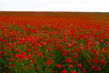 a fiery red poppy field in the vastness of our planet