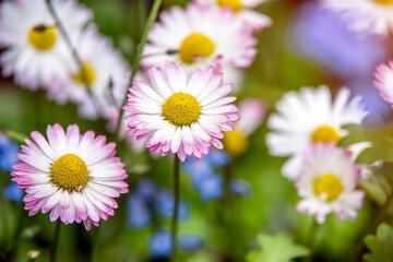 White small daisies blooming on grass background
