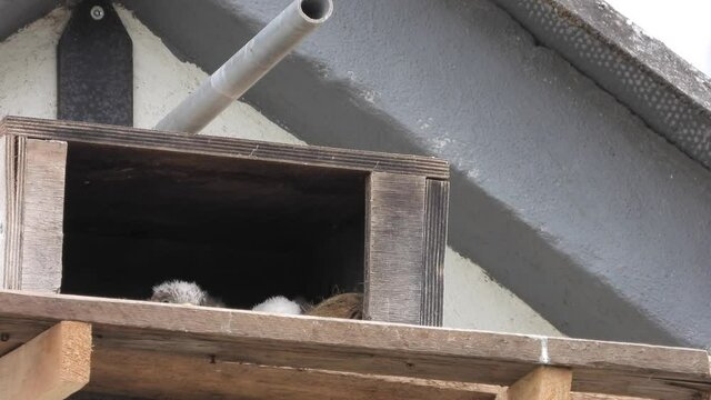 Turmfalke (Falco tinnunculus) 