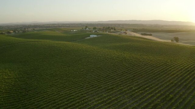 Aerial shot of green plants on agricultural field against sky, drone flying forward over vineyard at sunset - Paso Robles, California