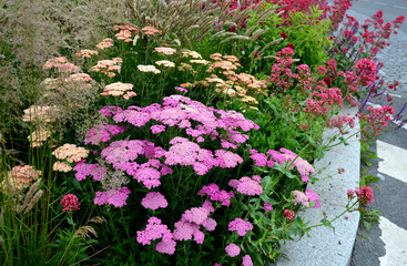 Yarrow is a blooming large number of lilac pink orange beige flowers that bloom into a light lavender pink. With a height of about 60 cm, it fits into the center of a perennial flowerbed © Michal