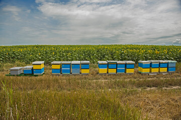 Obraz premium Colored wooden beehives photographed from the back of the sunflower field