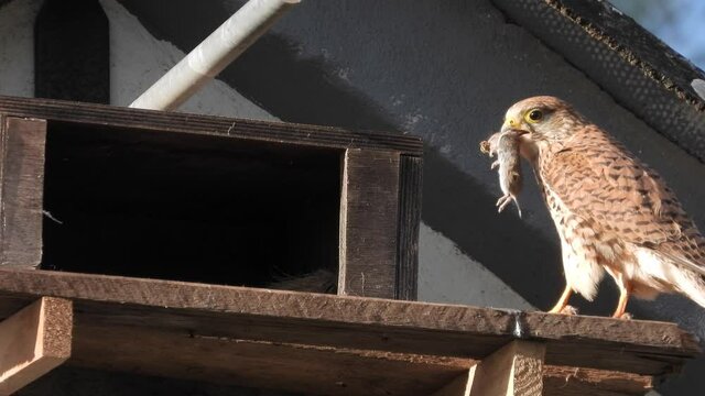 Turmfalke (Falco tinnunculus)  mit Feldmaus