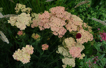 Yarrow is a blooming large number of lilac pink orange beige flowers that bloom into a light lavender pink. With a height of about 60 cm, it fits into the center of a perennial flowerbed © Michal