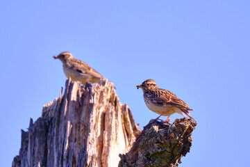 Tree Pipit birds with food for young birds on an old dead tree stump. Selective focus, shallow depth of field