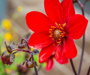 single flower of  Red Dahlia Bishop of Auckland (Dahlia Pooh) Flower on a sunny Day.