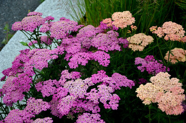  Yarrow is a blooming large number of lilac pink flowers that bloom into a light lavender pink. With a height of about 60 cm, it fits into the center of a perennial flowerbed © Michal