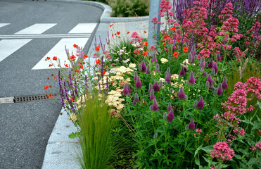 Red clover forms a dense clump of upright stems that grow from underground rhizomes in the prairie in the flowerbed abundantly blooms © Michal