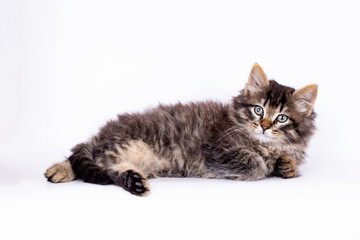 Long-haired kitten tabby cat