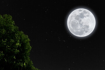 Naklejka na ściany i meble Full moon and silhouette tree with stars at night.