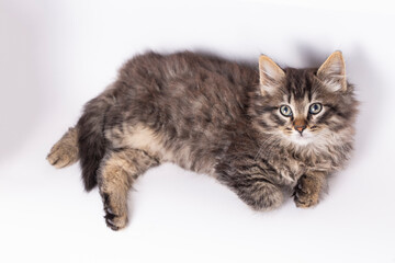 Pet animal; cute tabby kitten, long hair cat