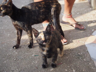 A cat family coming up to men's feet, Lac Rose, Dakar, Senegal
