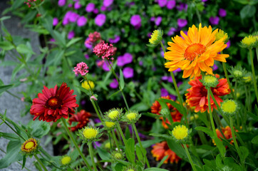 gaillardia aristata bijou Compact, dense perennial, toothed leaf edges. Flowers red edges yellow with a dark center for cutting. It prefers drier soils, not wet. Use in perennial beds, group plantings - obrazy, fototapety, plakaty
