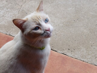 Chat aux yeux bleus