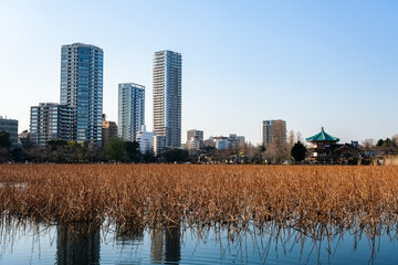 東京 上野公園 不忍池 冬