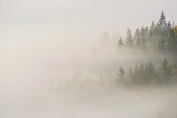 Forest in the morning mist in the mountain. Autumn scene.