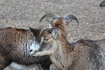 Close up of beautiful red deer in the forest at day time