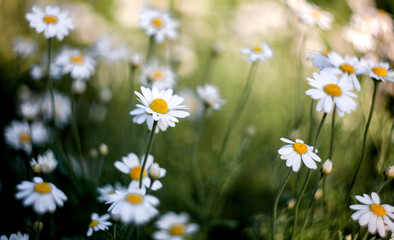 daisies in the field
