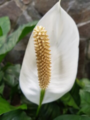 green, nature, plant, leaf, leaves, flower, spring, macro, summer, grass, garden, close-up, abstract, growth, white, fresh, tree, foliage, flora, texture, freshness, bamboo, color, closeup, field