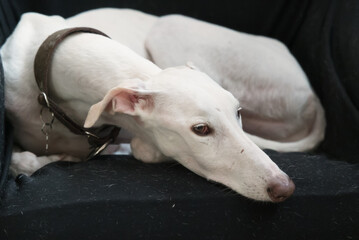 Fototapeta premium Johnny Cash Galgo Spagnolo