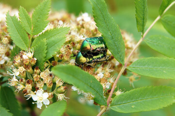 Pair of Cetonia aurata beetles
