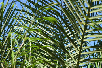 Palm Fronds, Blue skies