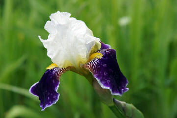 Beautiful iris flower
