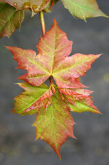 Beautiful red maple leaves