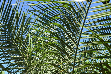Obraz na płótnie Canvas Palm Fronds, Blue skies