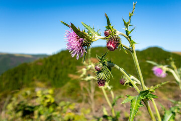 Purple thistle (latin: Carduus) flower with mountains and blue sky in the background in Aso-Kuju National Park, Kyushu, Japan.