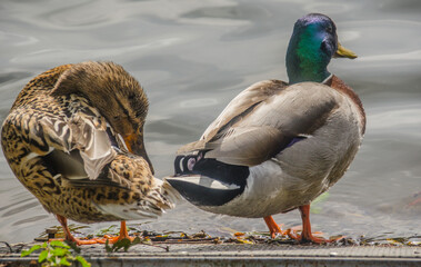 Zwei Enten  auf einen Zaun. Im Hintergrund Wasser