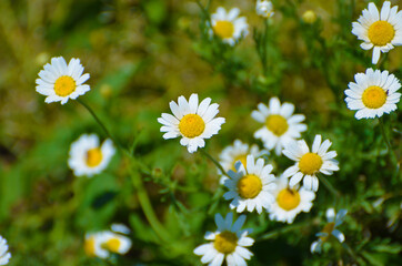 Close-up daisies in green grass, outdoor photo