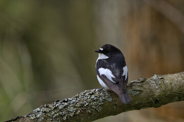 European pied flycatcher ,  Ficedula hypoleuca