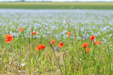 Poppy field at the road, summer landscape photo