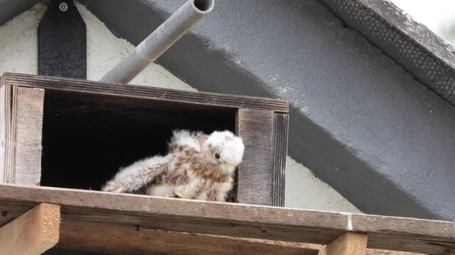 Turmfalke (Falco tinnunculus) 