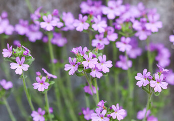 Obraz na płótnie Canvas Small purple Erinus alpinus flowers near stone wall. Floral background.