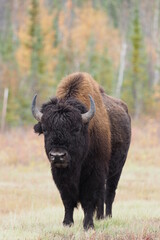 バッファロー　Bison in Wood Buffalo National Park, Canada