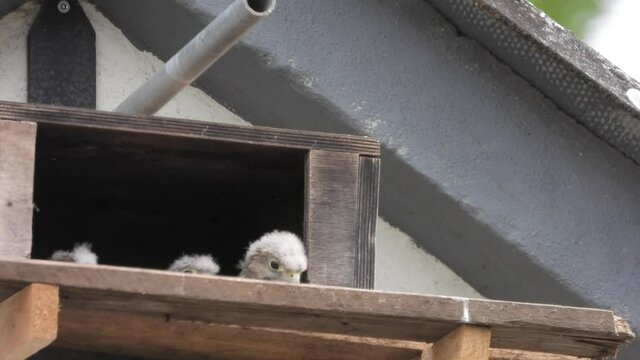 Turmfalke (Falco tinnunculus) 