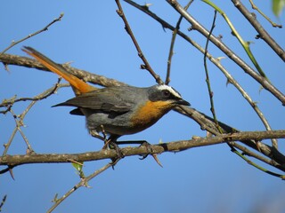 Cape Robin, Johannesburg, South Africa, 2018