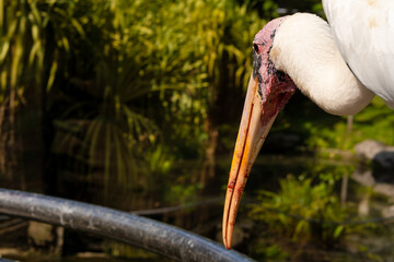 Portrait of milk stork on a fence